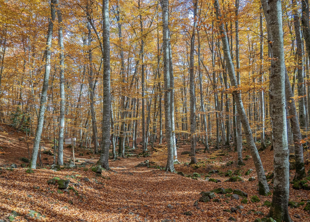 nature, trees, landscape, autumn, forestry, scenery, mystery, forests, romantic, sheets, roads, ocher, mystic, yellow, the fageda d'en jordà, thrill, magical, girona, catalunya, trees, forestry, ocher, girona, girona, girona, girona, girona