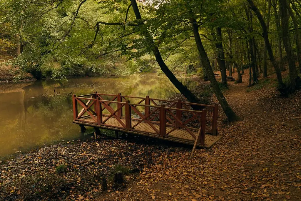 A serene wooden bridge crosses a calm river in a leafy autumn forest setting, ideal for nature lovers.